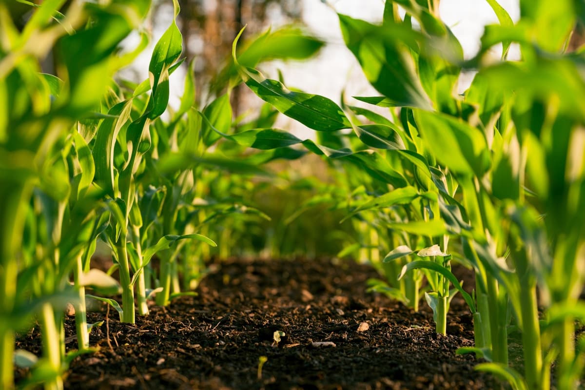 Professional agricultural landscape — fertilizer and plant nutrition solutions