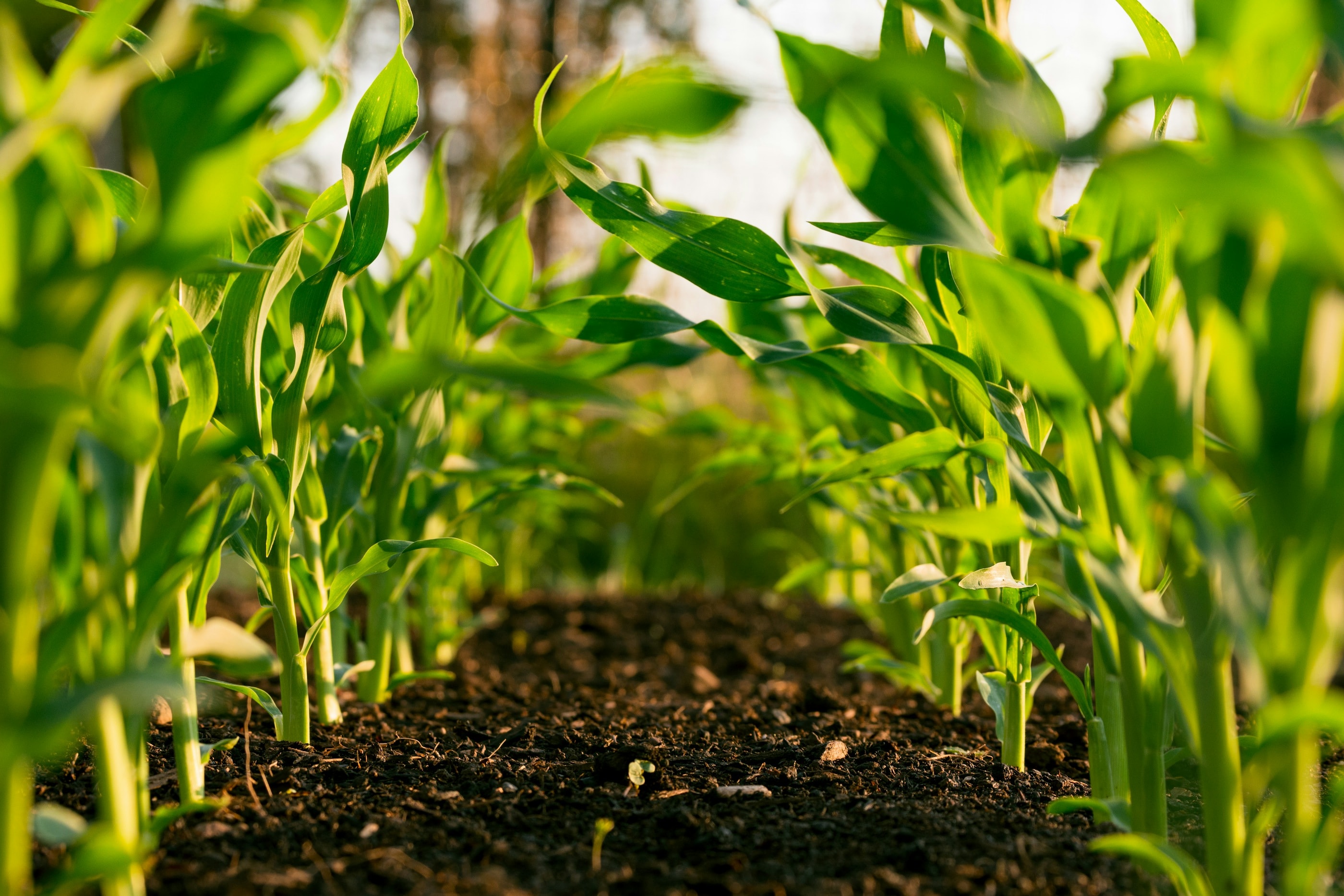 Agricultural fields representing professional fertilizer-supported crop production